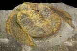 Inflated Declivolithus Trilobite - Morocco (Special Price) #138571-5